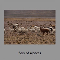 flock of Alpacas
